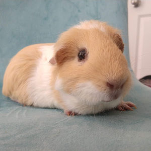 Meet your Posher, Lila